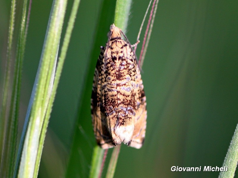 Celypha lacunana  (Tortricidae)